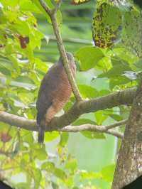 コスタリカ🇨🇷🦥