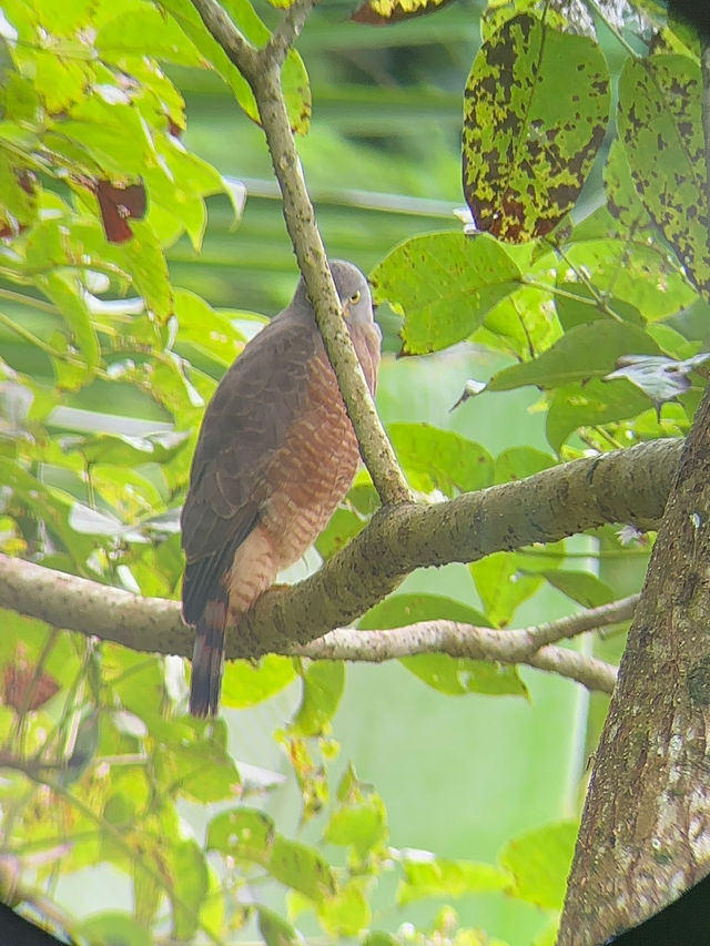 コスタリカ🇨🇷🦥