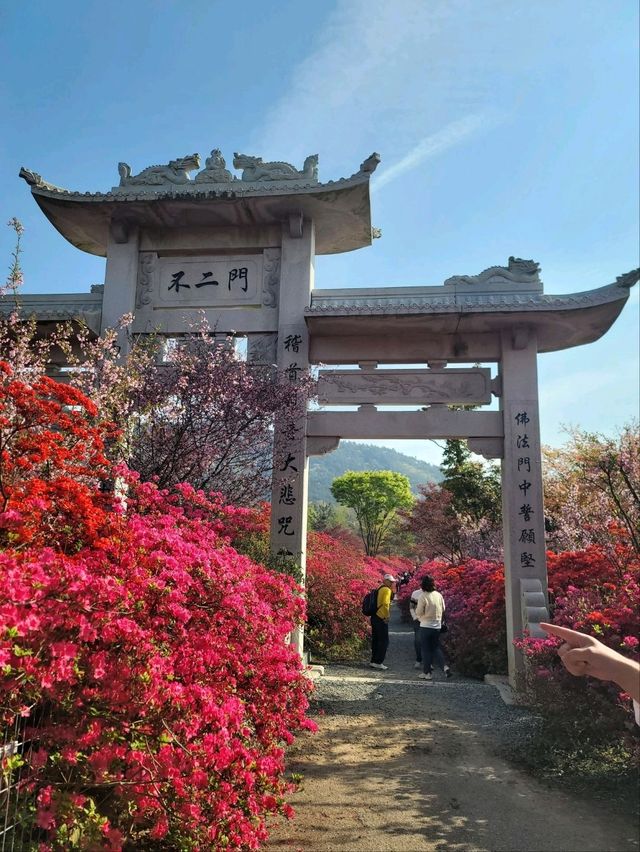 서부해당화 축제가 열리는 강진 남미륵사🩷