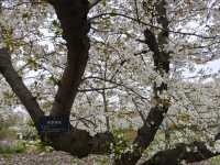 Cherry Blossoms at Shanghai Botanical Garden – A Tranquil Spring Retreat