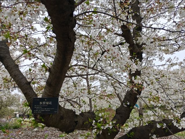 Cherry Blossoms at Shanghai Botanical Garden – A Tranquil Spring Retreat