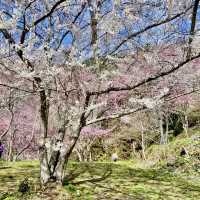 三色花景ㄧ次搞定的萬里林園