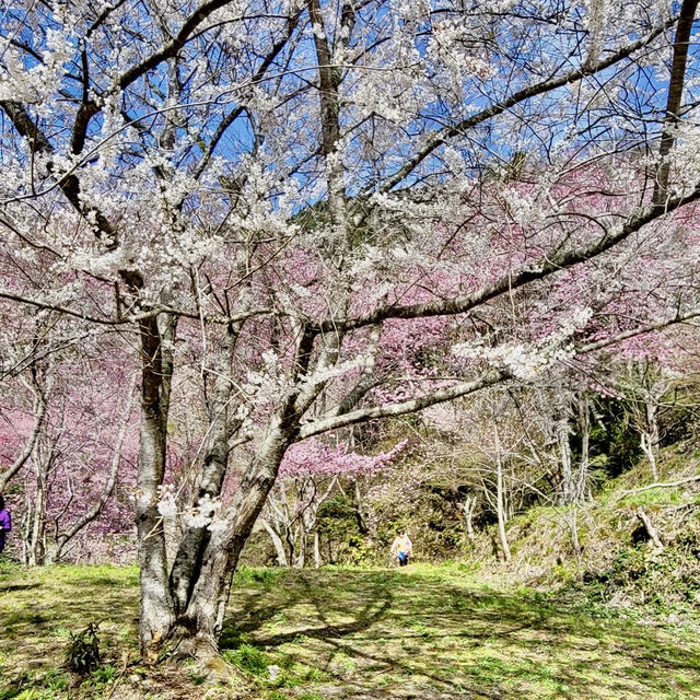 三色花景ㄧ次搞定的萬里林園