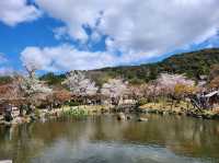 🌸【京都・八坂神社｜櫻下的野餐盛宴】⛩️  