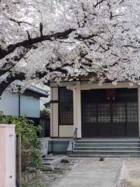 Revealing My Secret List of Ultra-Underrated Sakura Spots in Japan! 