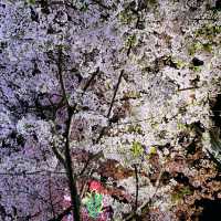 Cherry Blossom Season