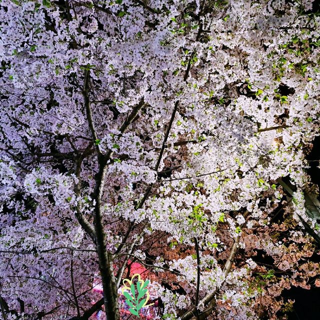 Cherry Blossom Season