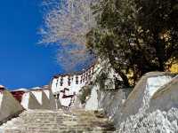 Wait… This Isn’t a Dream? Springtime at the Potala Palace Feels Unreal!