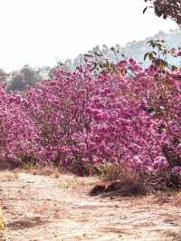 “Blossoms in the South: A Tropical Take on Spring in Guangdong”