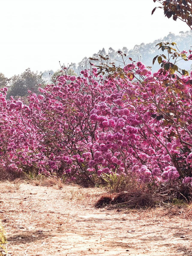 “Blossoms in the South: A Tropical Take on Spring in Guangdong”