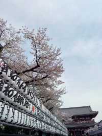 浪漫櫻花之旅：淺草寺一日遊