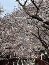 Petals & Paradise: My Cherry Blossom Adventure in Jinhae