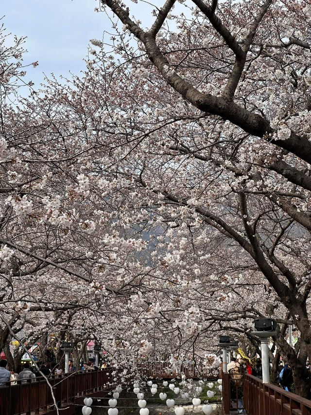 Petals & Paradise: My Cherry Blossom Adventure in Jinhae