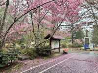 Wuling Farm Cherry Blossoms: Taiwan’s Most Breathtaking Floral Wonderland