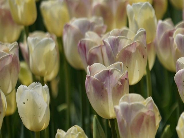 Tulip Festival in Korea