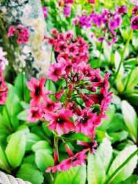 Shibazakura Garden: Japan's Spring Blooming Beauty
