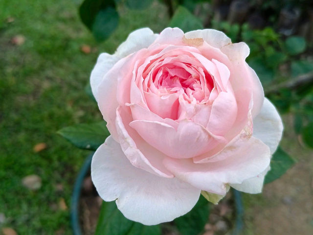 2025士林官邸花花特輯🌹🌷花都開好了🌸💐