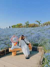 Nemophila-Công viên ven biển Maishima
