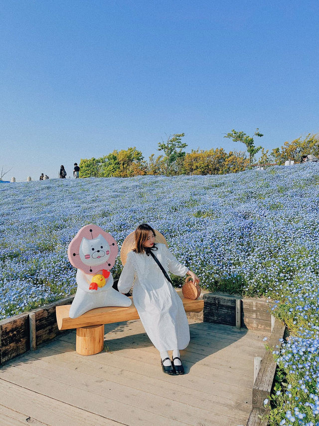 Nemophila-Công viên ven biển Maishima