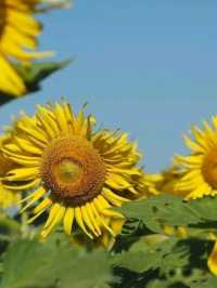 ทุ่งทานตะวัน🌻🌻🌻 อ.วังทอง ของดีที่มีปีละครั้ง