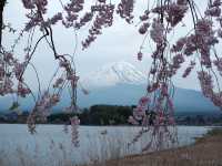 看富士山下的櫻花🌸