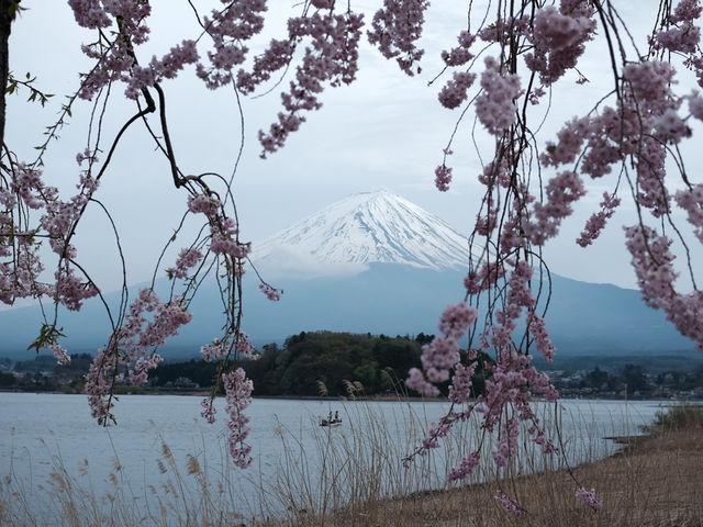 看富士山下的櫻花🌸