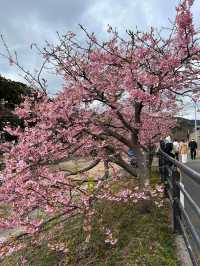 “The First Bloom of Spring: Kawazu’s River of Pink”