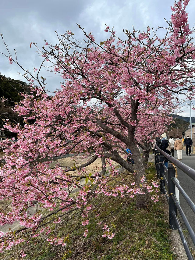 “The First Bloom of Spring: Kawazu’s River of Pink”