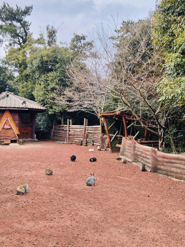 Jeju's Magical Photo Forest: Sanyang Keunkot Review