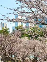 Incheon Cherry Blossoms: A Hidden Gem for Perfect Shots 🌸📸
