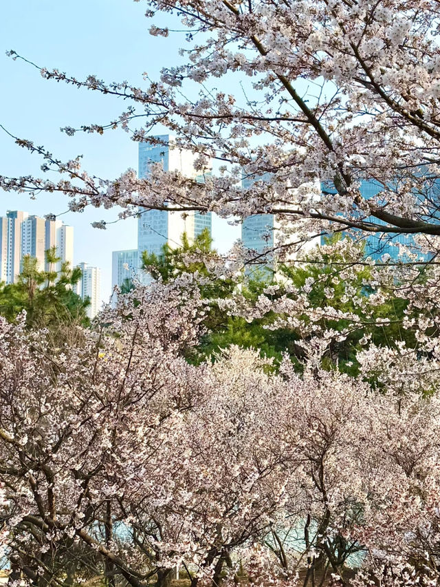 Incheon Cherry Blossoms: A Hidden Gem for Perfect Shots 🌸📸