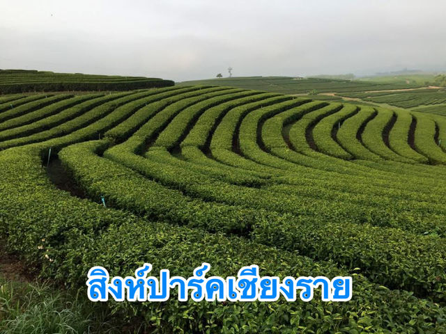 Singha Park Chiang Rai สิงห์ปาร์คเชียงราย