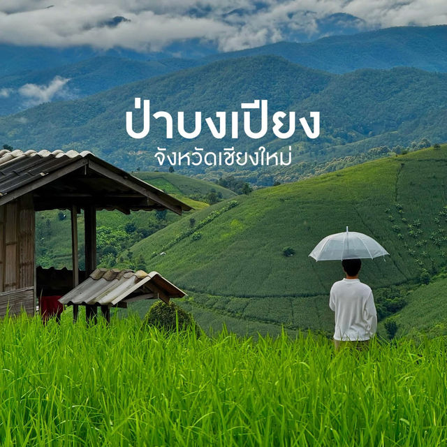 ป่าบงเปียง ทุ่งนาสีเขียวที่โคตรฮีลใจ 💚🍃