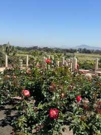 🌹 샌디에고 Musineffle Rose Garden, 장미의 향연!