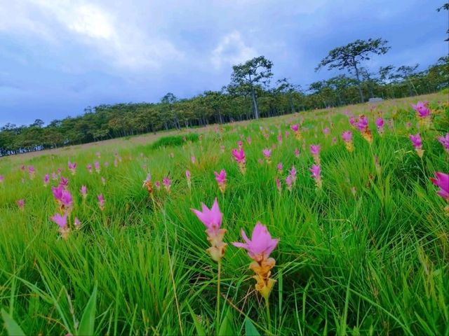 อุทยานแห่งชาติไทรทอง
