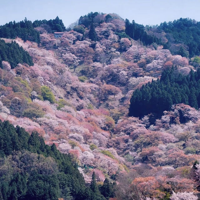 日本賞櫻天花板-白石川堤一目千本櫻