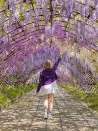 Kawachi Fuji-En สวยวิสเทอเรียที่สวยสุดในฟุกุโอกะ💜