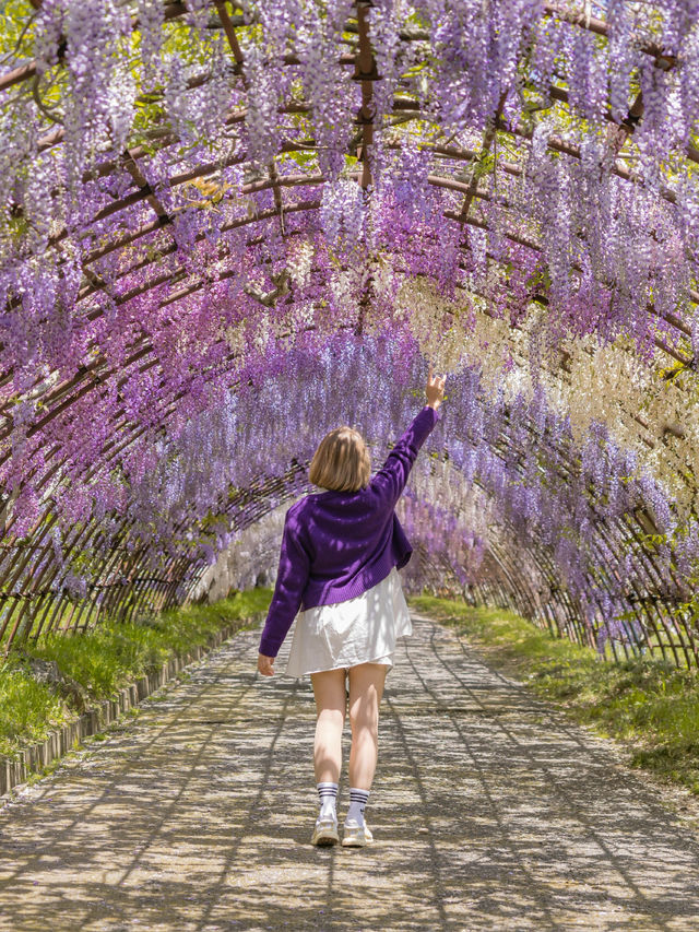 Kawachi Fuji-En สวยวิสเทอเรียที่สวยสุดในฟุกุโอกะ💜