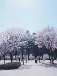 大阪夜行巴士直達仙台賞櫻，6000日圓起 