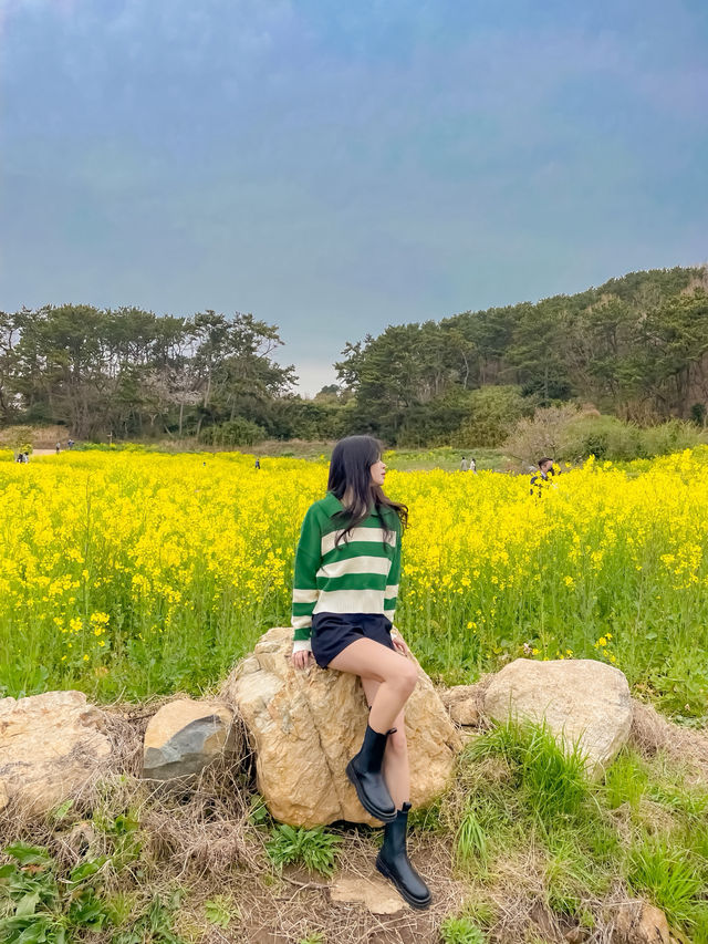 바다와 노란 물결을 한 눈에 담을 수 있는 명소