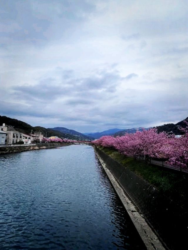 Special Blooming 
