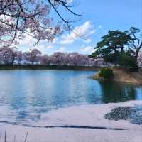 Cherry Blossoms and Riverbank Strolls Done Right