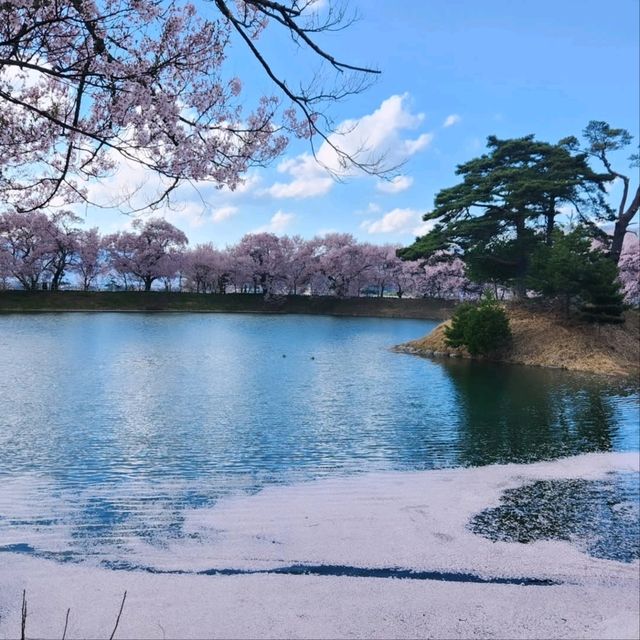 Cherry Blossoms and Riverbank Strolls Done Right