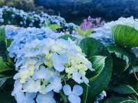 台北｜陽明山繡球花季起跑 一個月花期限定絕美花海