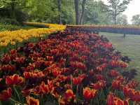 Keukenhof ทุ่งทิวลิปแดนดินสรวงสวรรค์