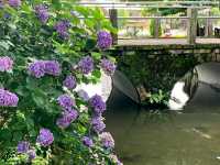 Katsunuma Garden – A Hidden Vineyard Paradise in Yamanashi