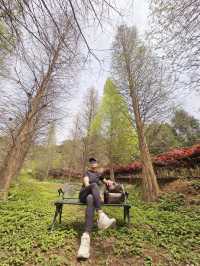 苗栗三灣落羽松莊園秘境