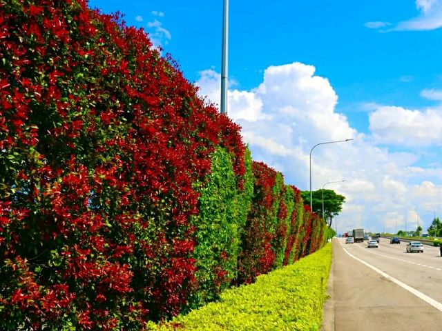 Singapore Gardens – Urban Oasis of Beauty and Innovation