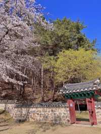 대전 벚꽃 명소 🌸