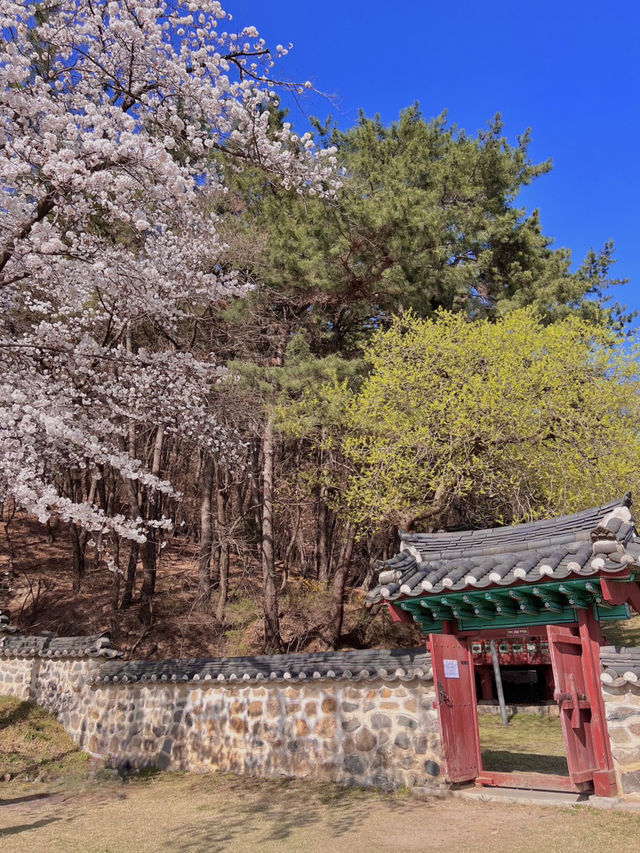 대전 벚꽃 명소 🌸